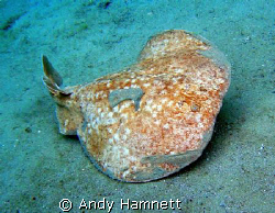 Mucky Torpedo Ray at the house reef in Safaga. by Andy Hamnett 
